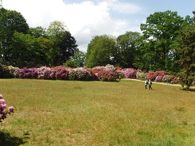 Rhododendronpark