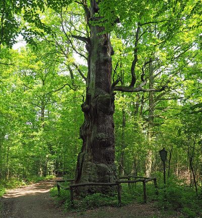 Rieseneiche im Sauerbusch