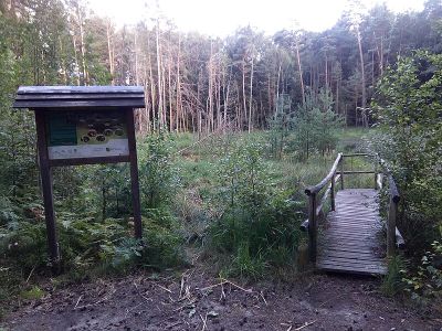 Saugartenmoor