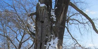 Splitter-Eiche