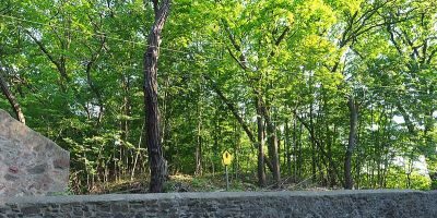 Waldbestand Neuländer Straße