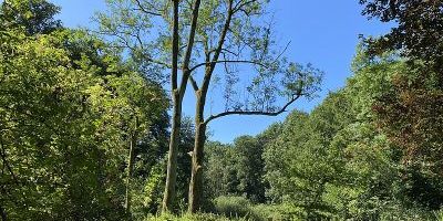 Hubbelrather Bachtal
