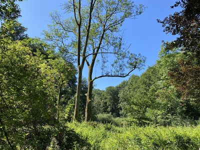Hubbelrather Bachtal