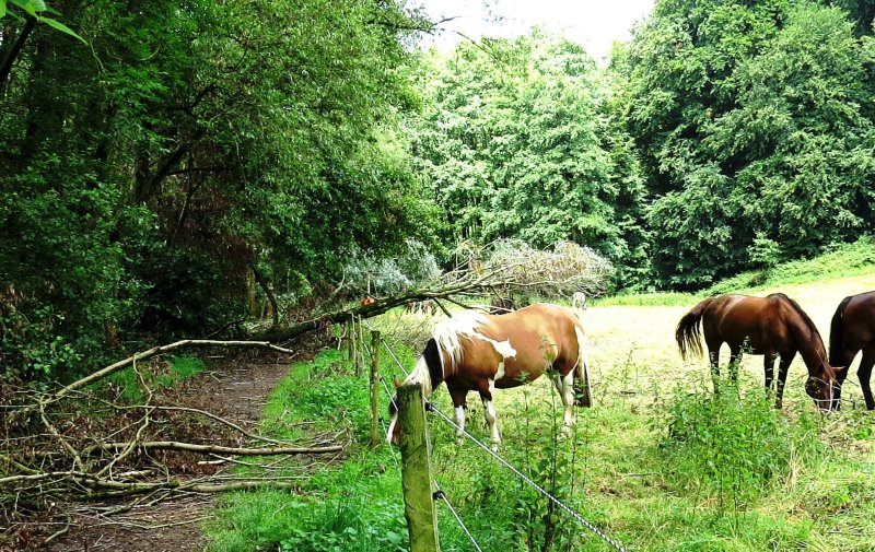 Pillebachtal und Dernkamp