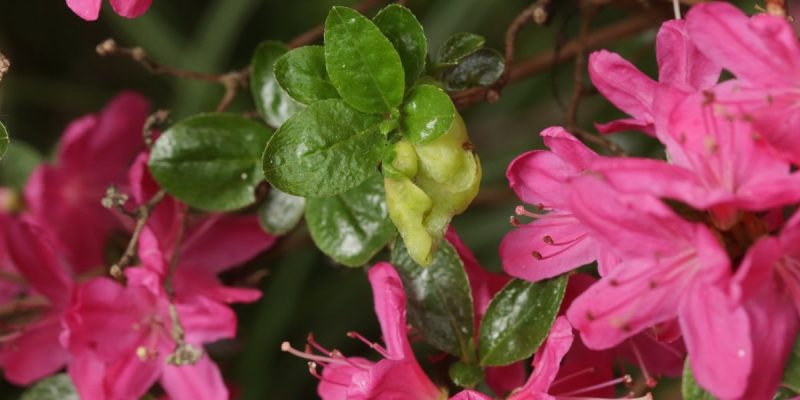 Botanischer Garten