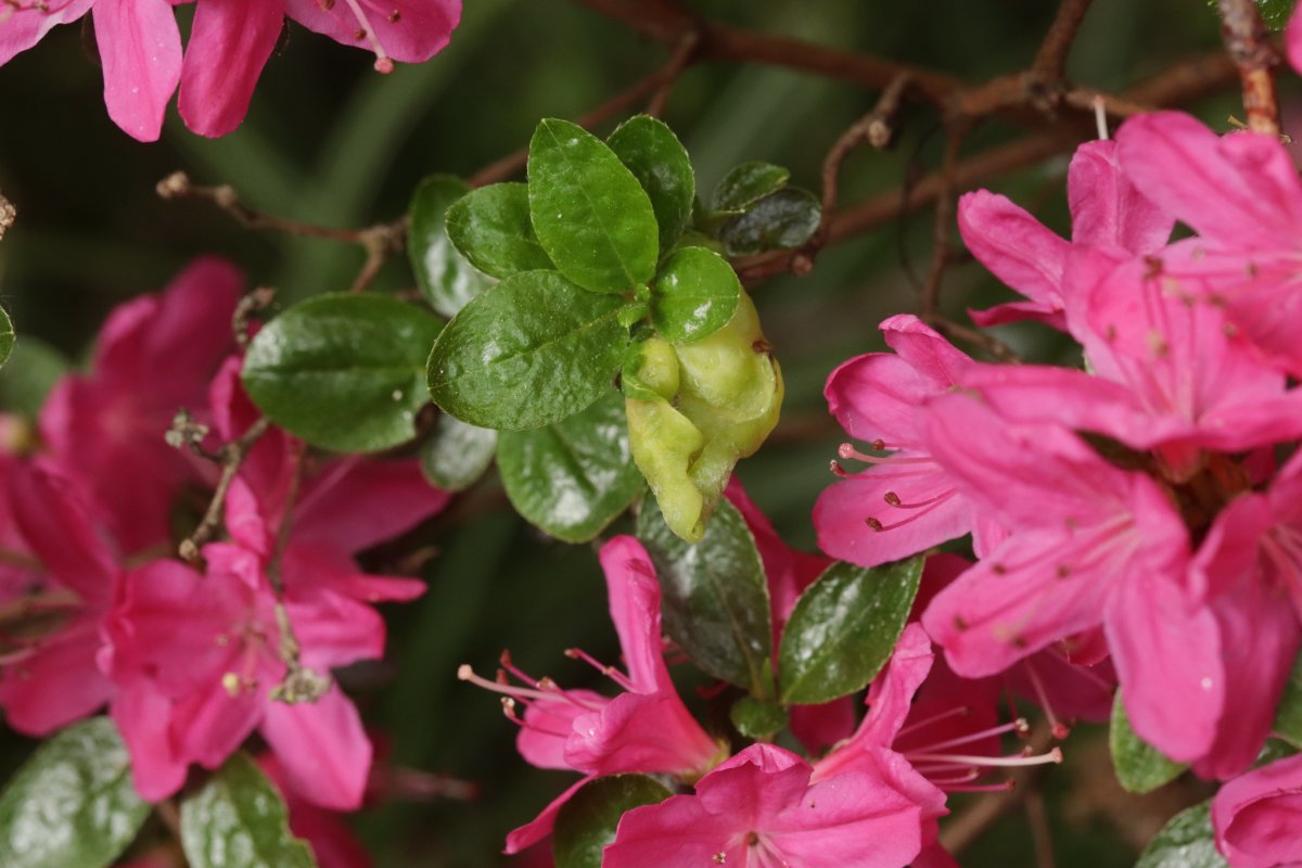 Botanischer Garten