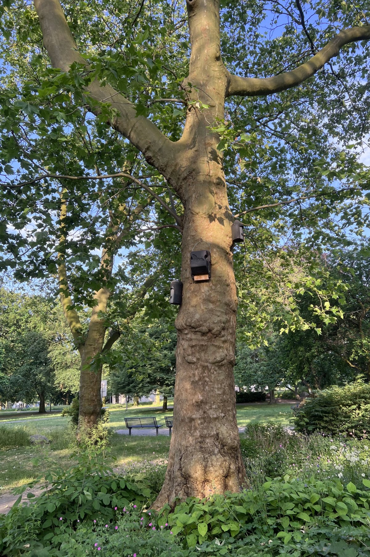 Kants Garten