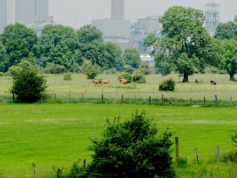 Rheinaue Binsheim
