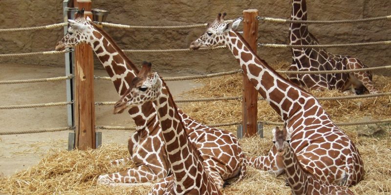 Zoo Duisburg