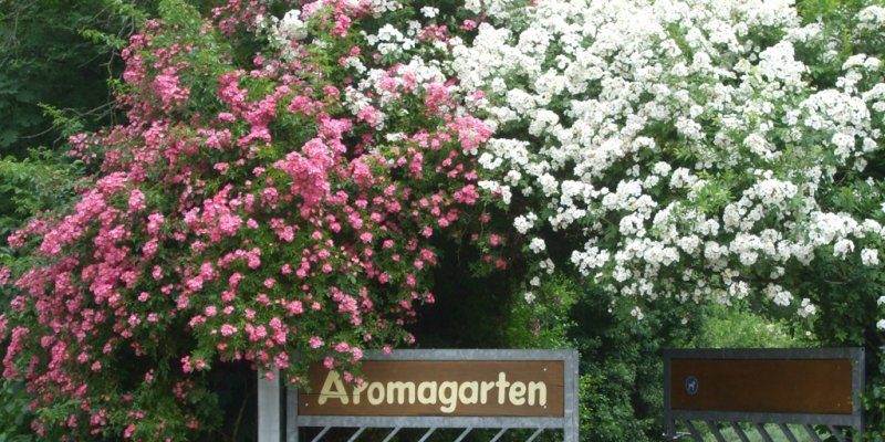 Aromatic Garden