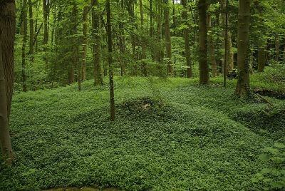 Wildnis am Rathsberg