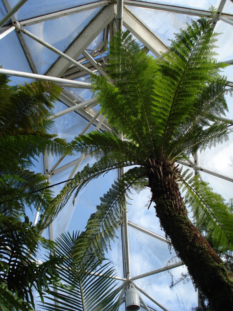 Bonsaigarten