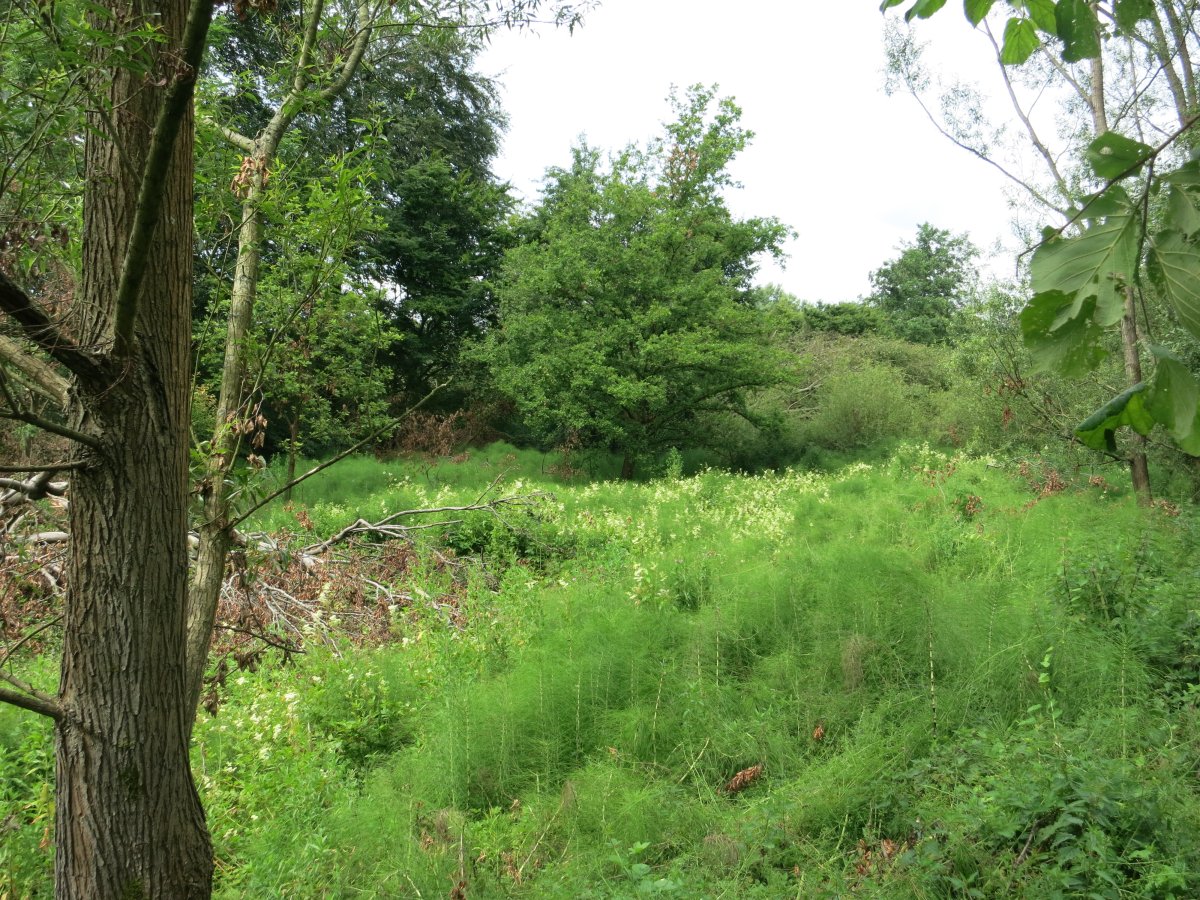 Kamptal