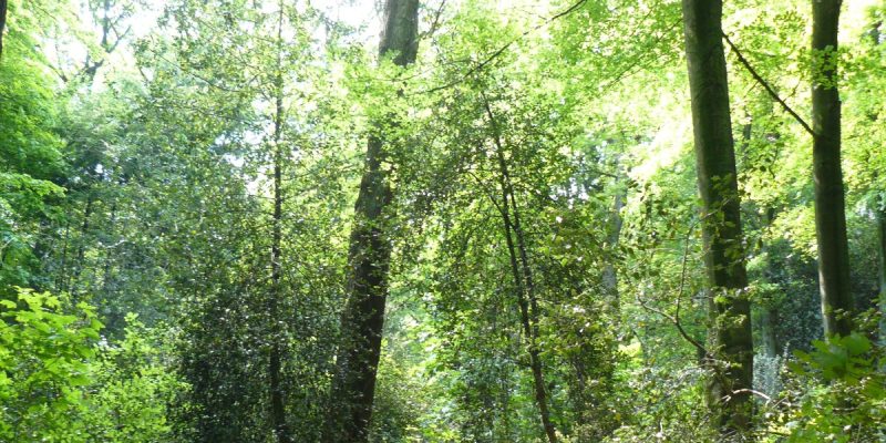 Naturschutzgebiet Hülsenhaine im Schellenberger Wald