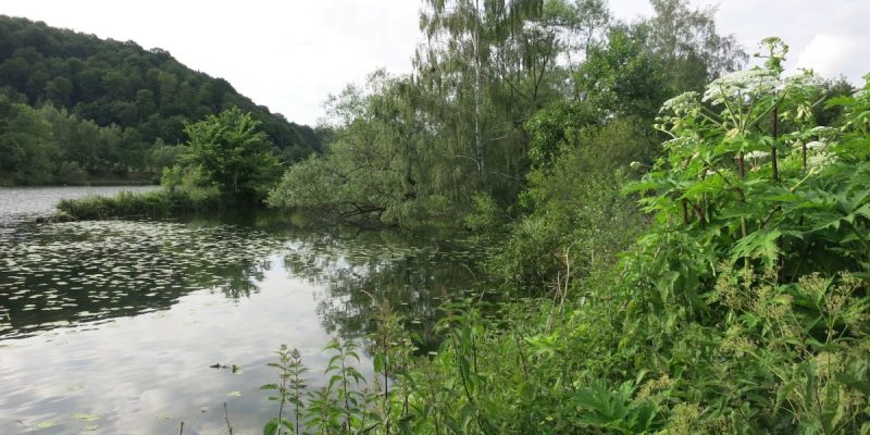 Naturschutzgebiet Ruhruferstreifen am Golfplatz Oefte