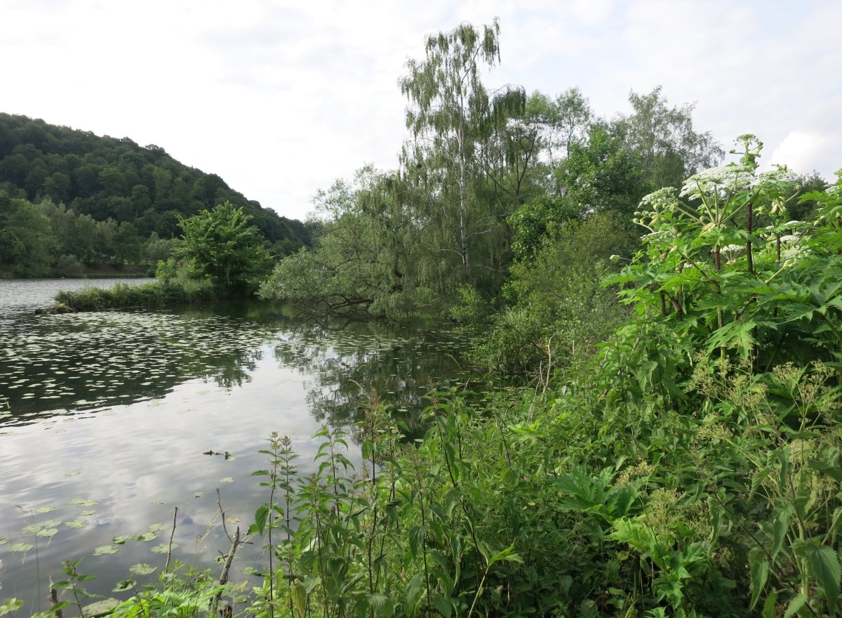 Naturschutzgebiet Ruhruferstreifen am Golfplatz Oefte