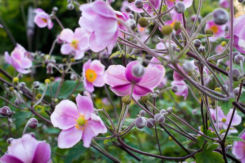 Staudengarten