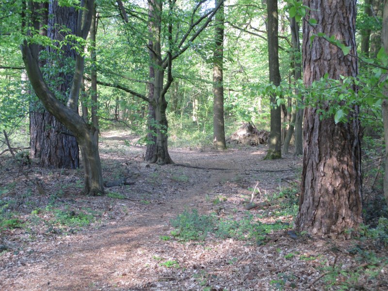 Wälder bei Hugenpoet und Landsberg