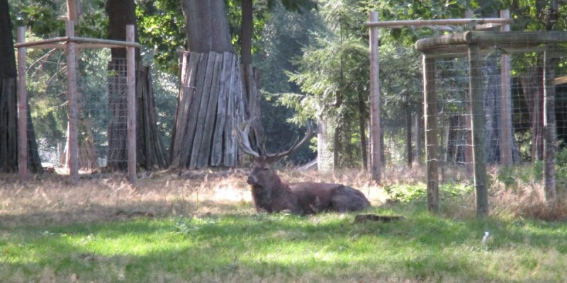 Wildgatter Heissiwald