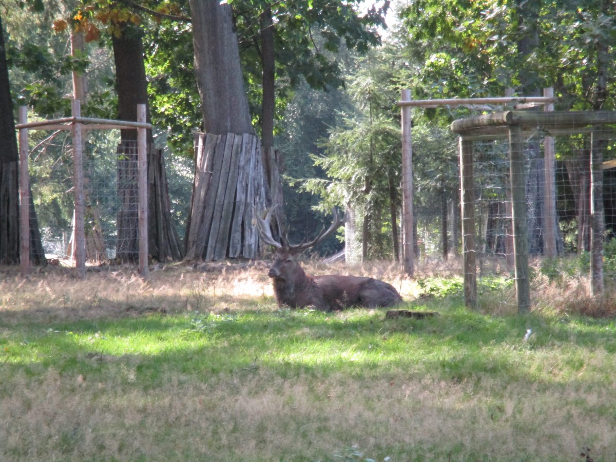 Wildgatter Heissiwald