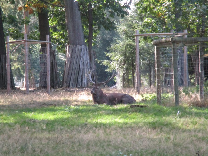 Wildgatter Heissiwald