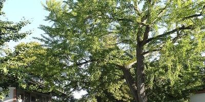 Ginkobaum am Brentanohaus