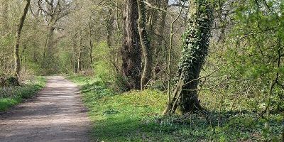Niedwald