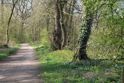 Niedwald