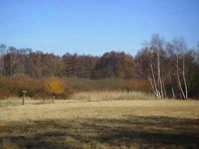 Riedwiesen bei Niederursel