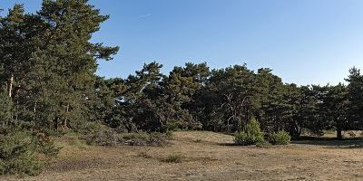 Schwanheimer Düne