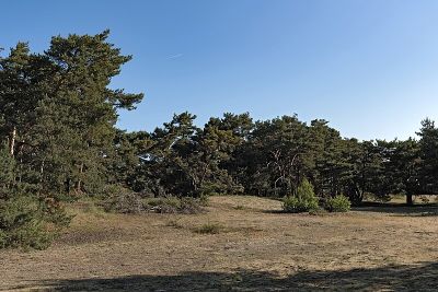Schwanheimer Düne