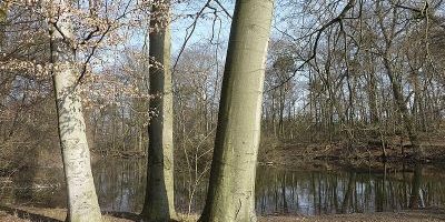 Tiroler Weiher
