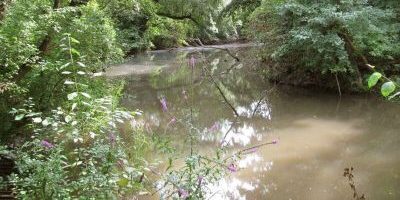 Vogelschutzgehölzshausen Auwald