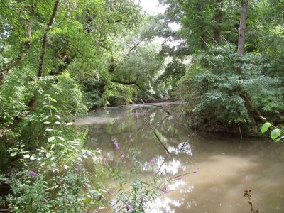 Vogelschutzgehölzshausen Auwald