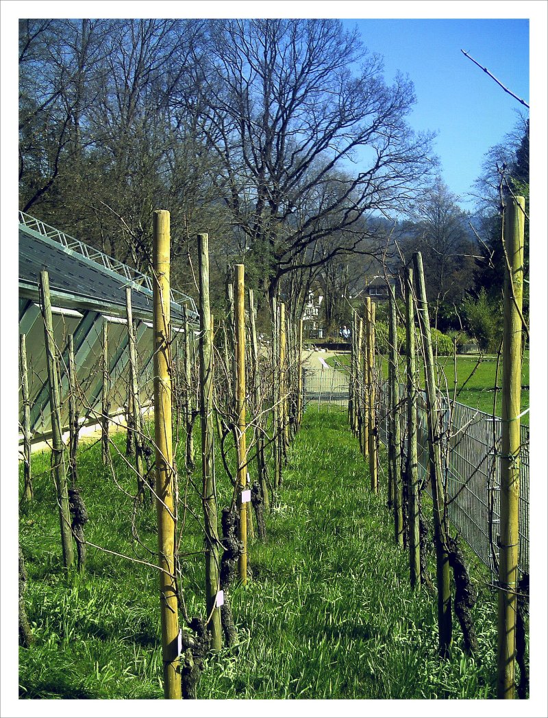 Botanischer Garten