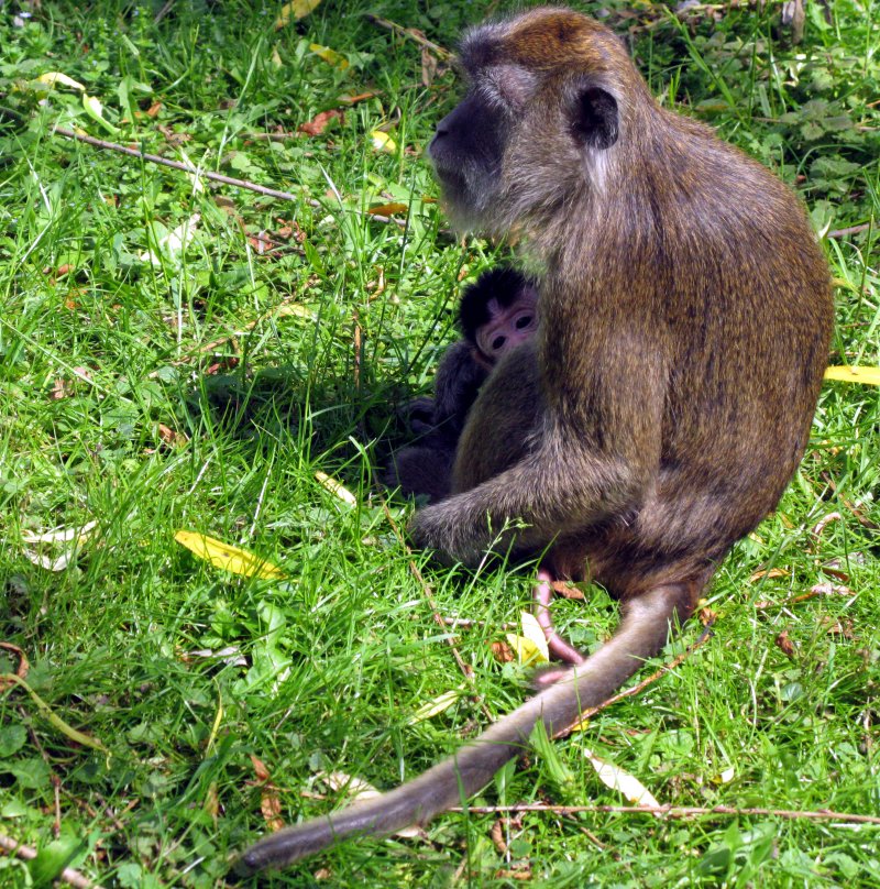 Javaneraffe