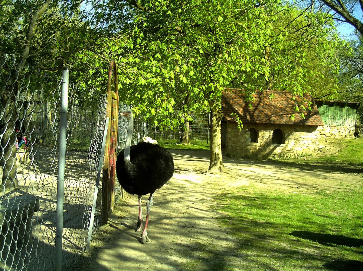 Kamerunschaf