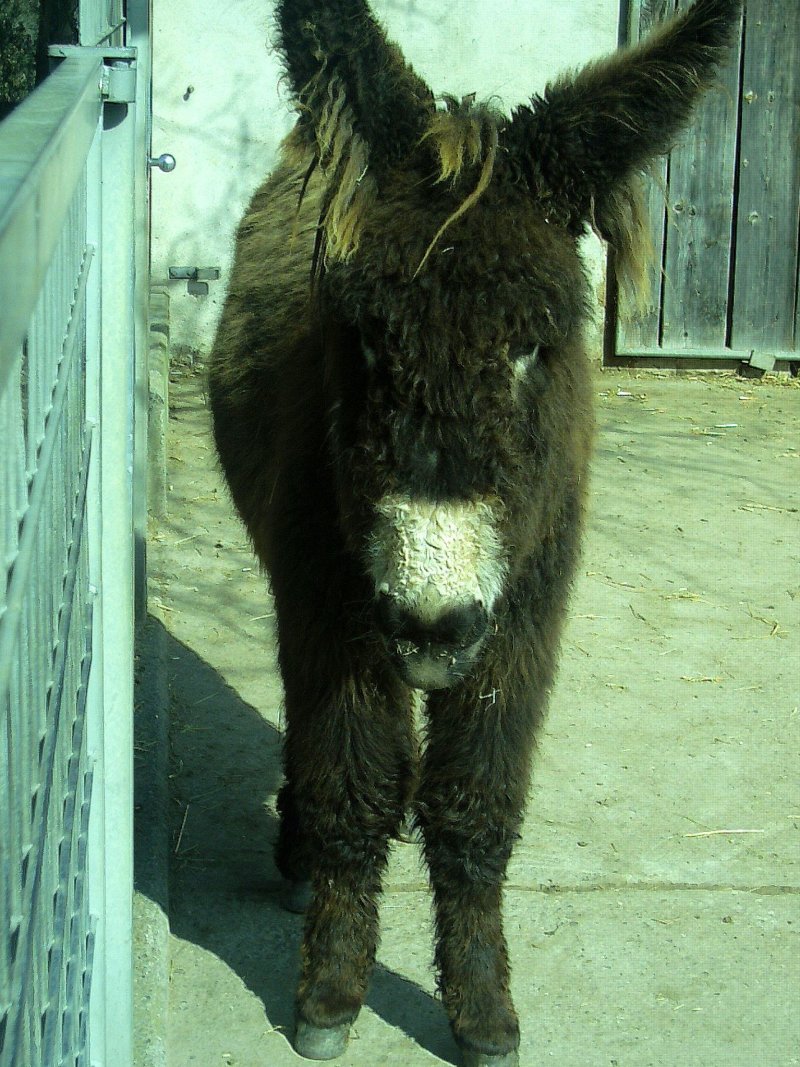 Poitou-Esel