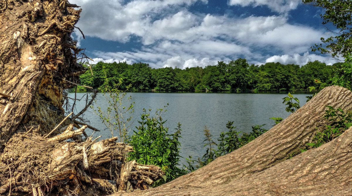 Emscherbruch mit Ewaldsee