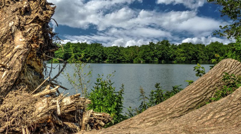 Emscherbruch mit Ewaldsee