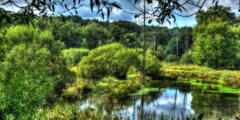 Im Emscherbruch, nördlich des Ewaldsees