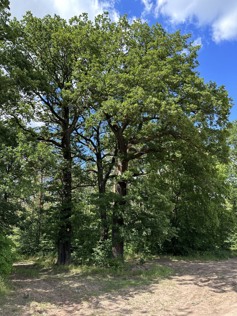 Brandeiche
