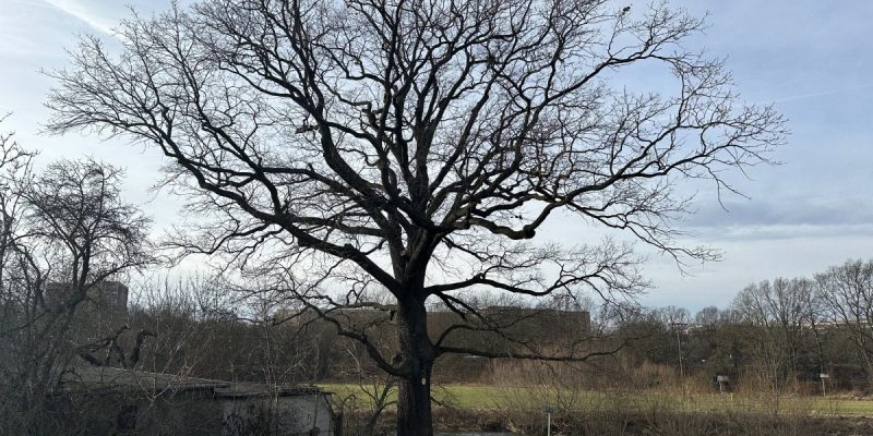 Elsterdamm-Eiche