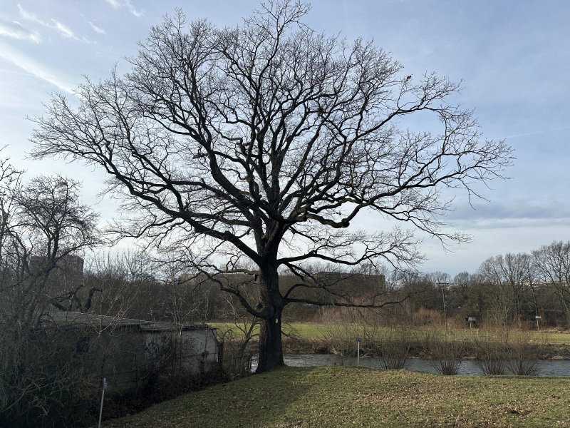 Elsterdamm-Eiche