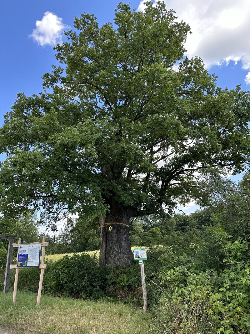 Hainwieseneiche