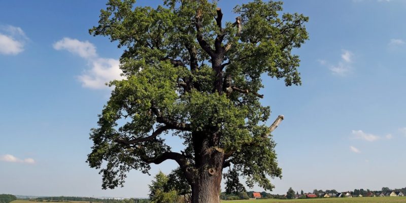 Kalte Eiche
