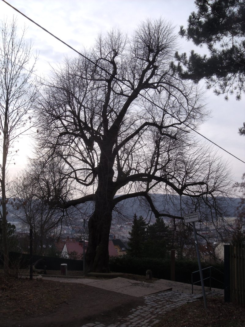Lutherlinde