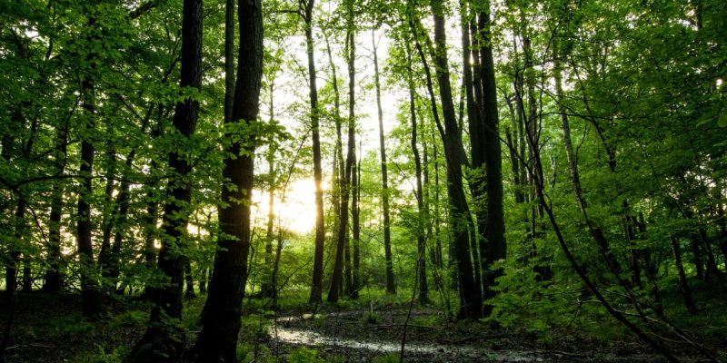 Naturschutzgebiet Rödel