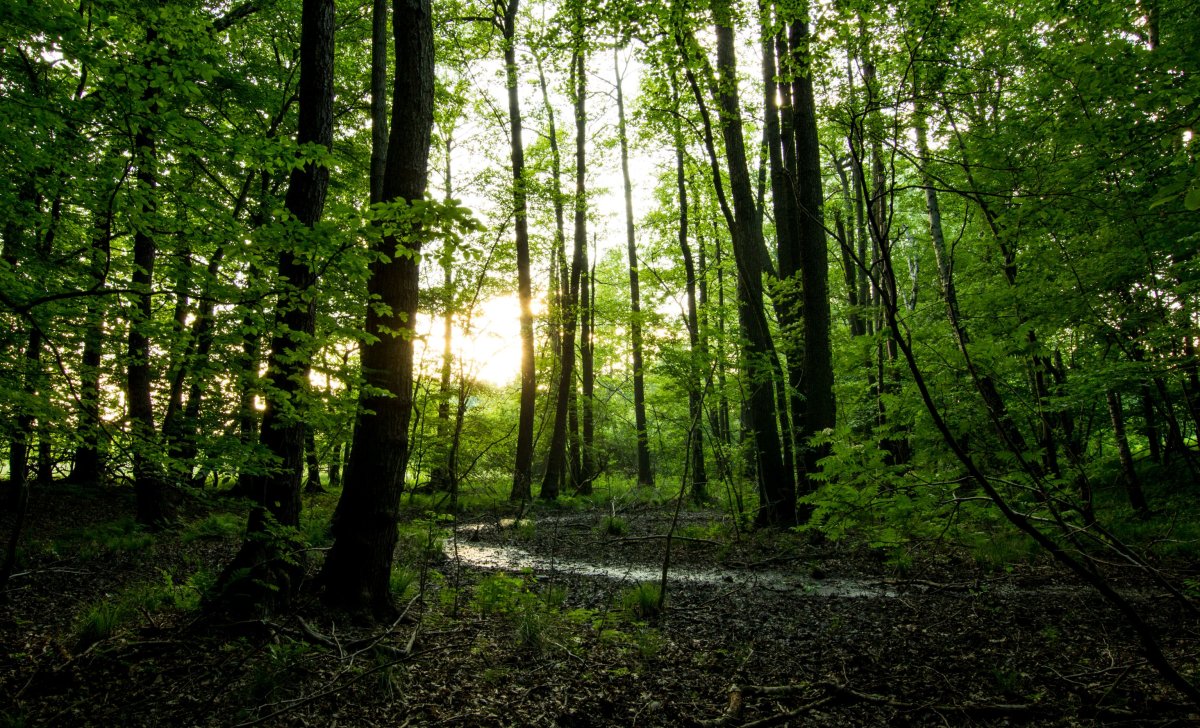 Naturschutzgebiet Rödel
