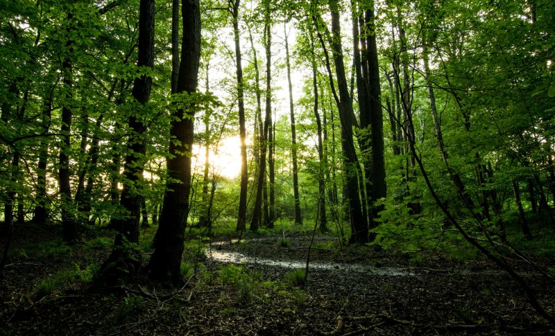 Naturschutzgebiet Rödel